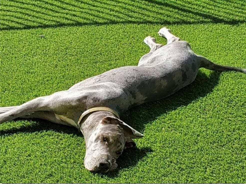 Huntington Beach Artificial Grass, Turf & Pavers for lawns, patios & more