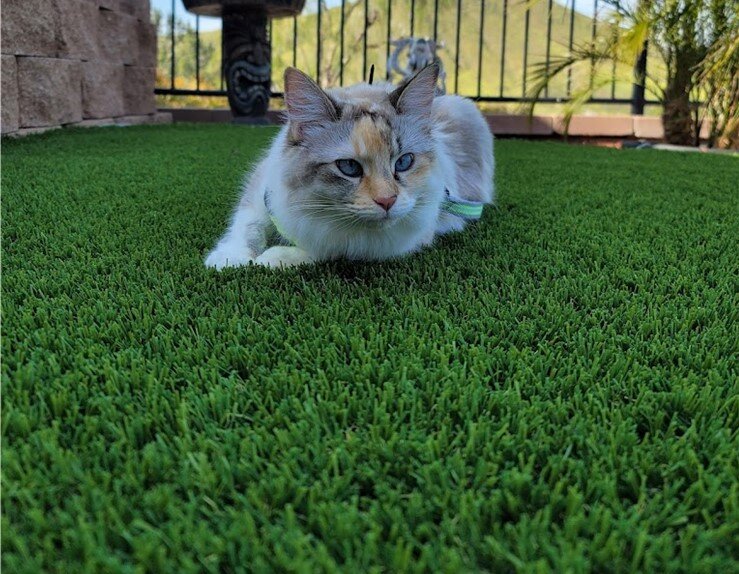 Pet Artificial Grass Landscapes, View our Installations, Huntington Beach